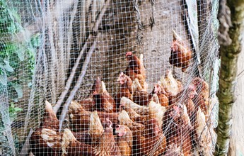 farm-animals-chickens-on-traditional-free-range-po-2021-09-02-14-29-41-utc